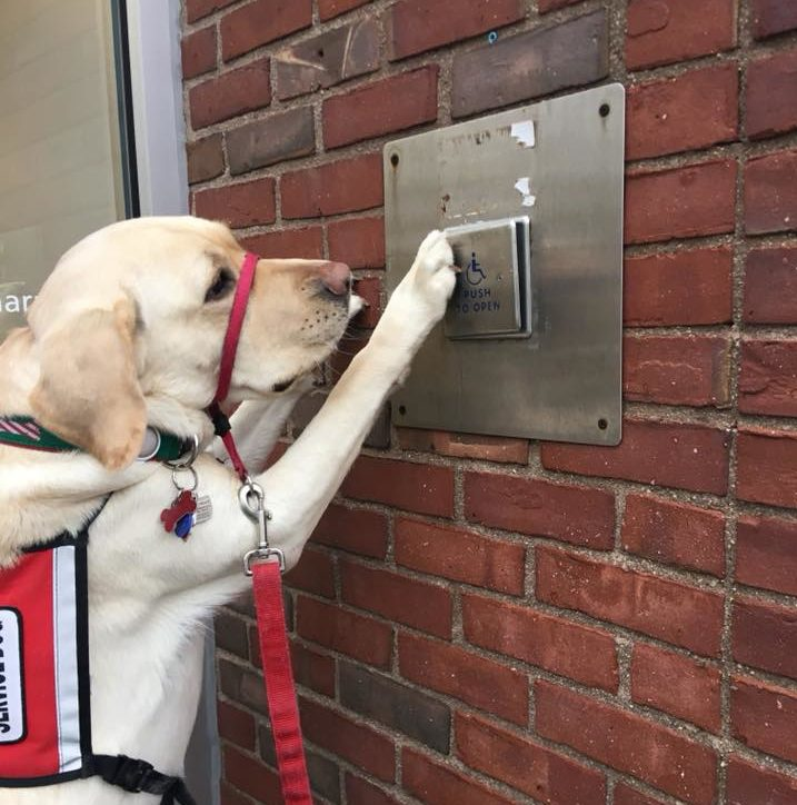 Service dog opening a door
